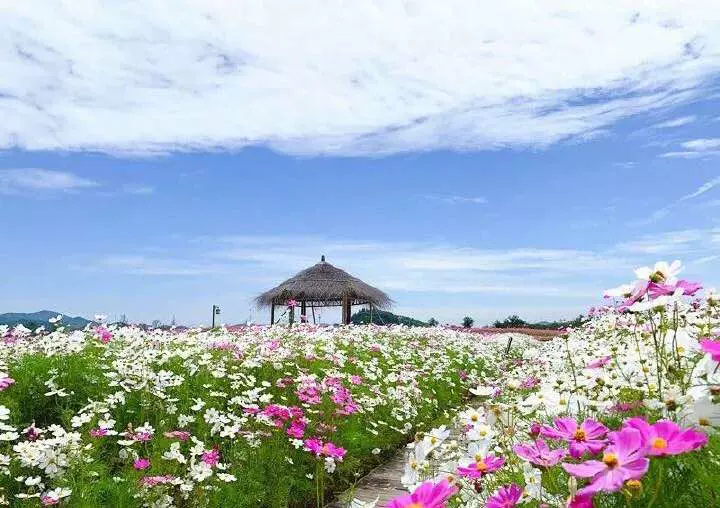 径山花海图片