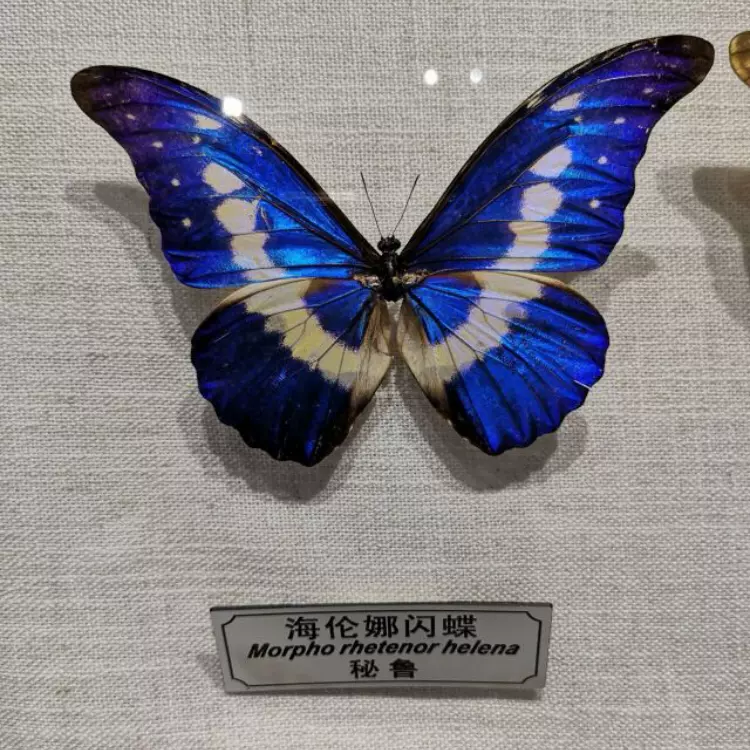 佛山生态昆虫主题展图片