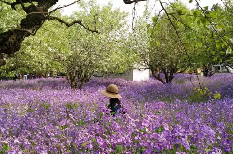 古梨树森林公园图片