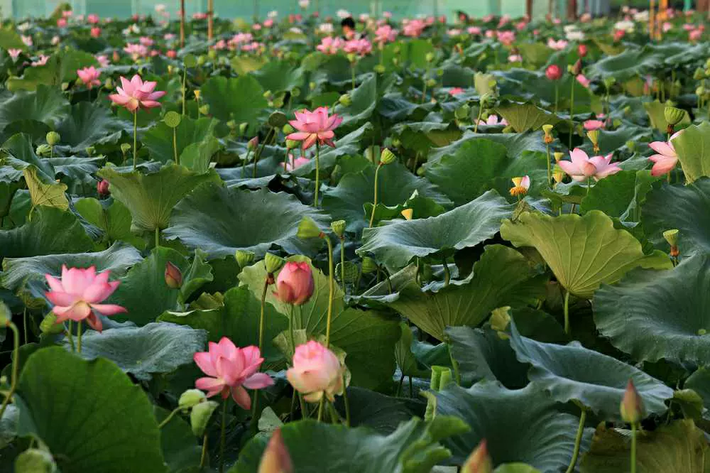 荷花小镇图片