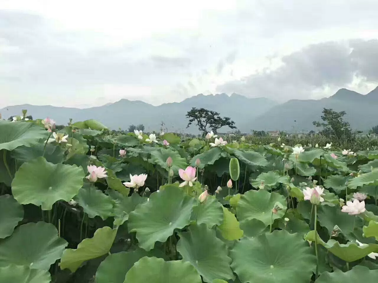 王莽千亩荷花图片