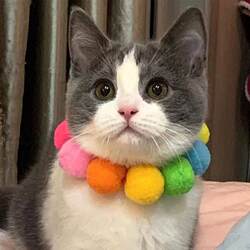 Dog Collar, Cat Necklace, Neckband, Dog Neck Ring, Clothing, Fur Ball, Pet Collar, Shiba Inu, Corgi, Teddy Accessories