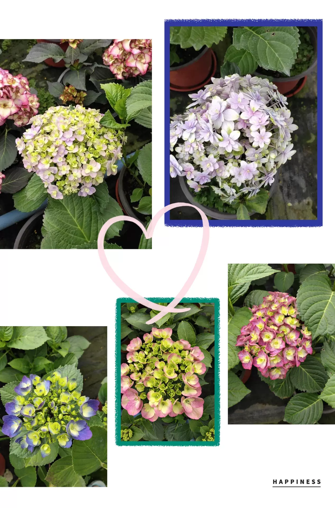 花手鞠1加仑28 8 花手鞠1加仑28 8