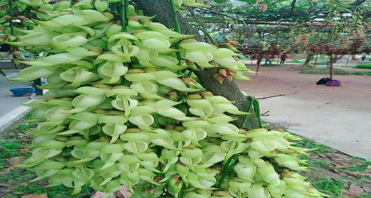 清远禾雀花基地图片