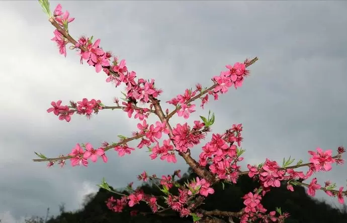 上坪桃花山图片