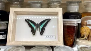 butterfly specimen green phoenix butterfly Latest Best Selling 