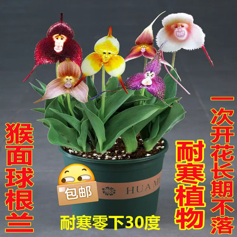9 9包邮 耐寒植物 猴面球根花四季养殖花卉室内盆栽阳台 9 9包邮 耐寒植物 猴面球根花四季养殖花卉室内盆栽阳台