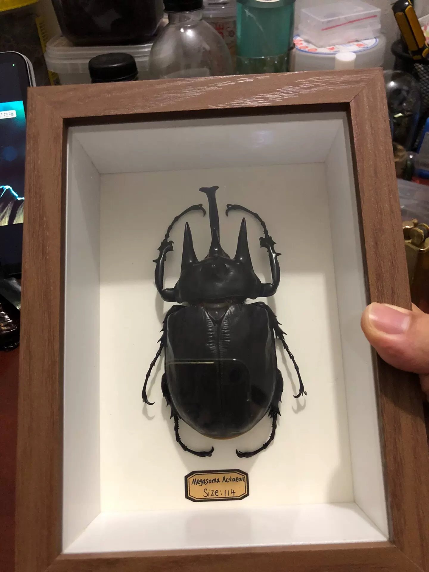 昆蟲標本製作昆蟲標本甲蟲標本標本教學-Taobao