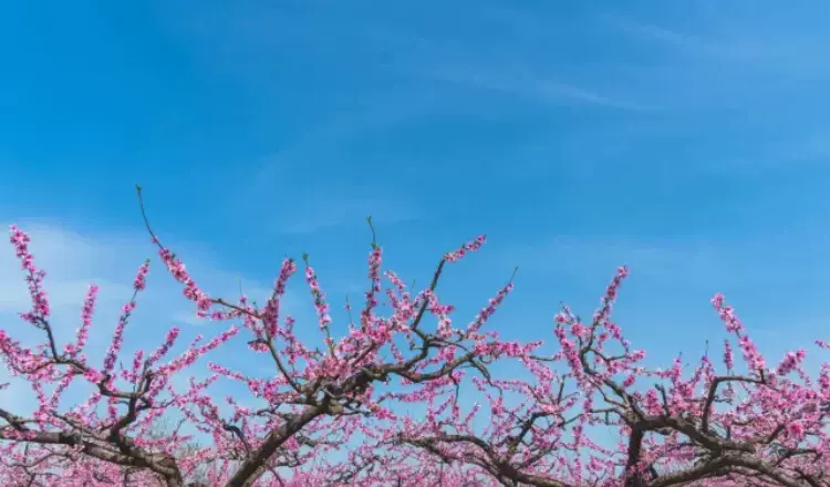 万亩桃花园景区图片