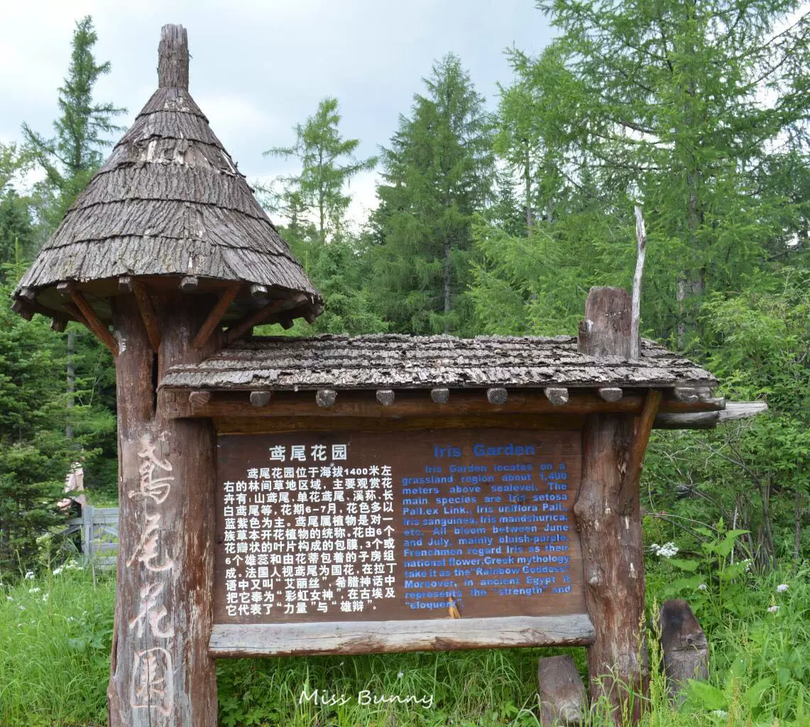 鸢尾花园图片