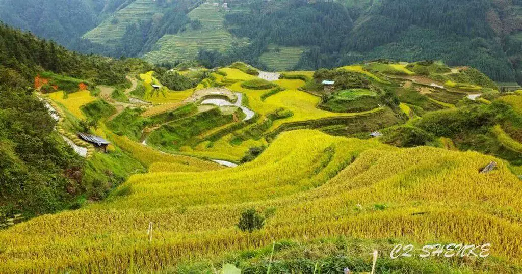 梯田湿地图片