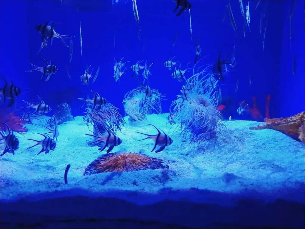 山水之间水族馆图片