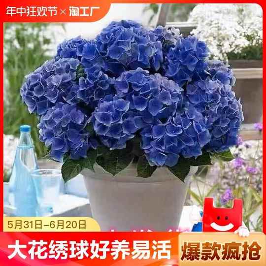 Yizhonghua Endless Summer アジサイ苗 - 八重咲き、大輪の花