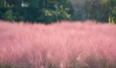 粉黛花田图片