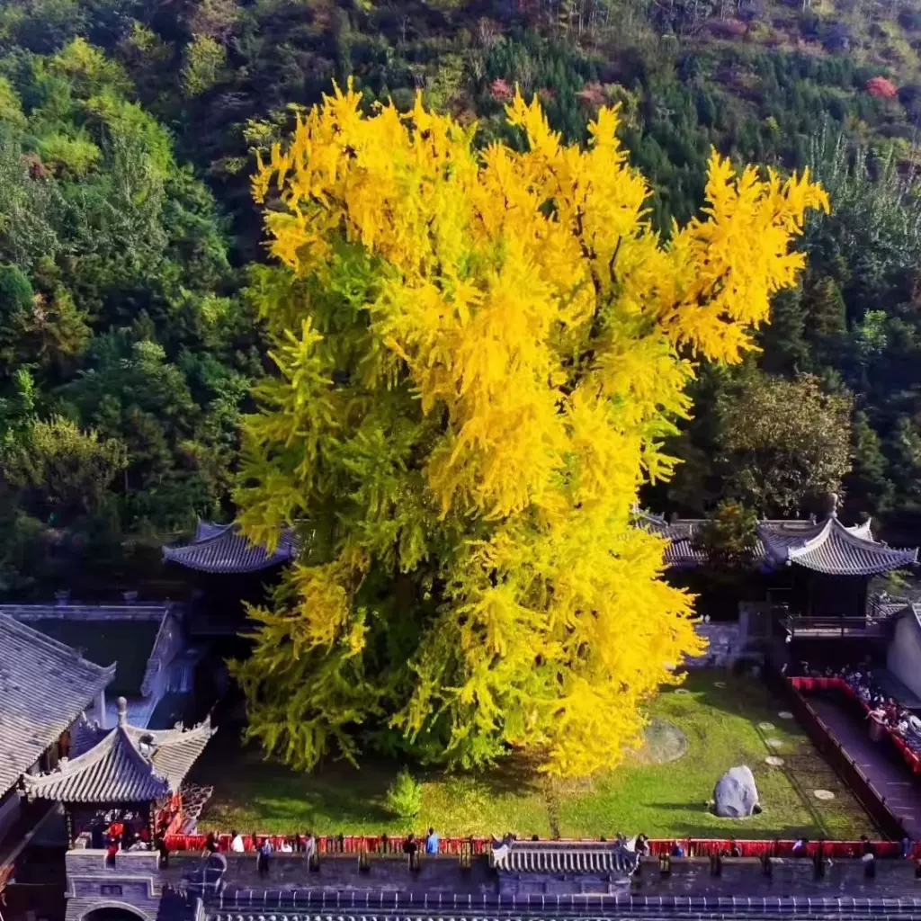 观音禅寺图片