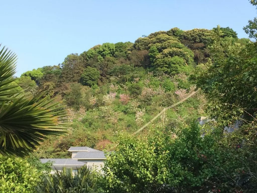 大金峰百花果风景区图片