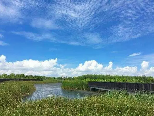 芒洲湿地公园-横琴湿地图片