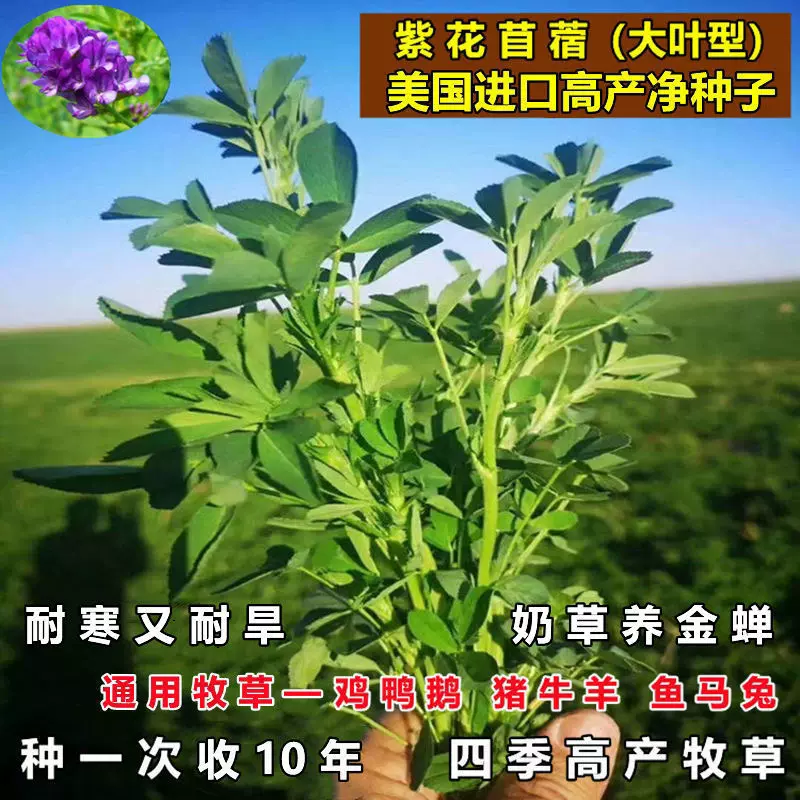 紫花苜蓿草種子多年生牧草種子四季養殖牛羊雞鴨鵝兔子草