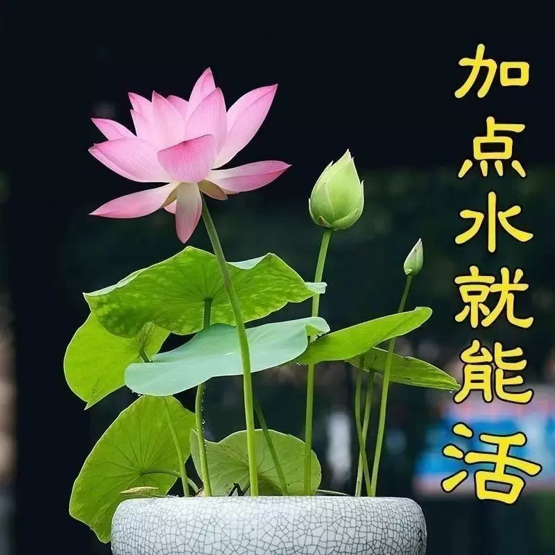 7天发芽 无土水培碗莲花种子水养生植物睡莲荷花盆栽