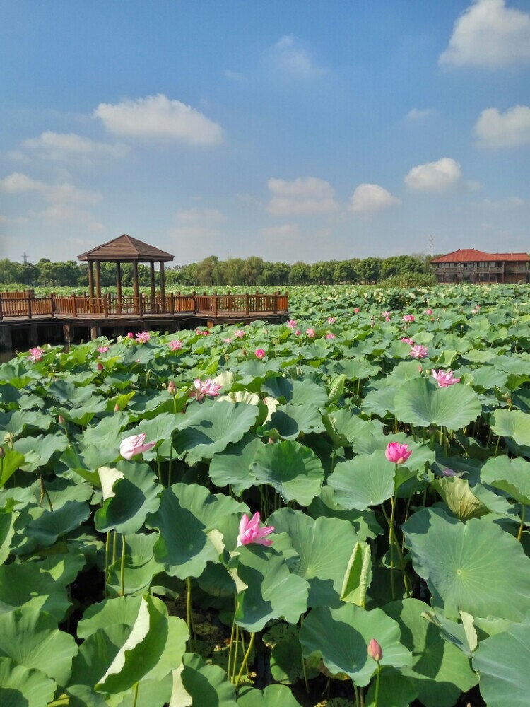 荷塘月色景区景区天气预报