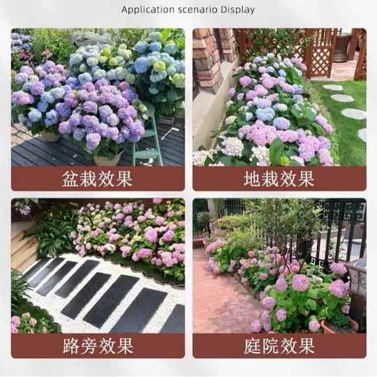 Yizhonghua Endless Summer アジサイ苗 - 八重咲き、大輪の花