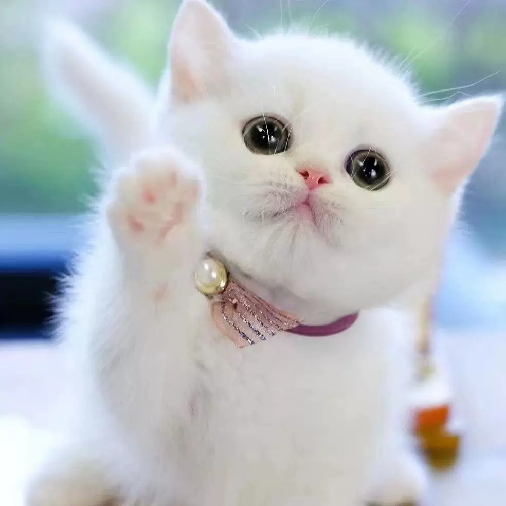 中华田园猫黑白牛奶猫活体小猫咪咪狸花猫幼崽小橘白猫幼猫便宜猫