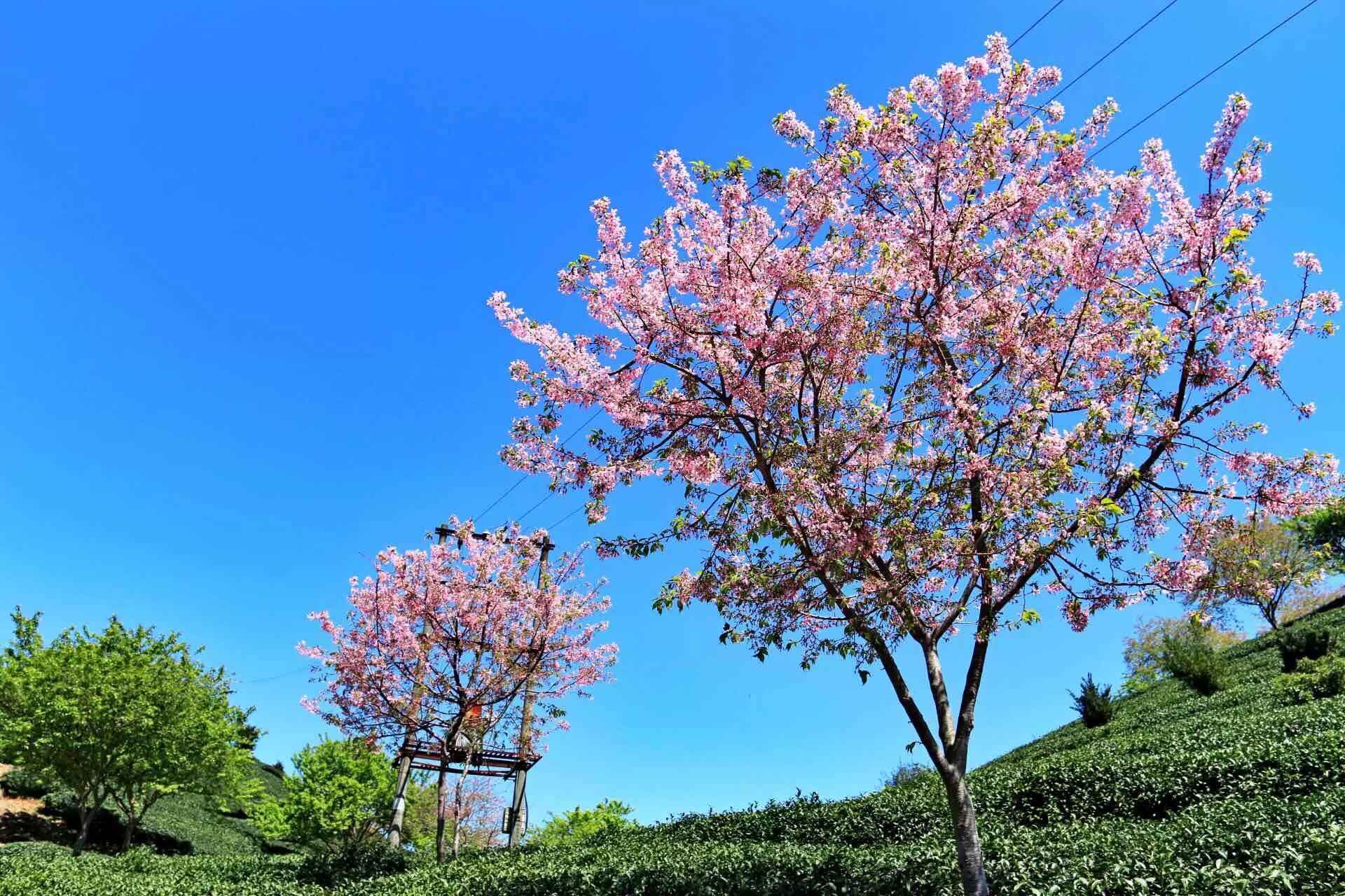 永福樱花园图片