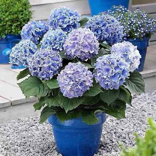 アジサイ苗 Yizhonghua Endless Summer アジサイ苗 - 八重咲き、大輪の花