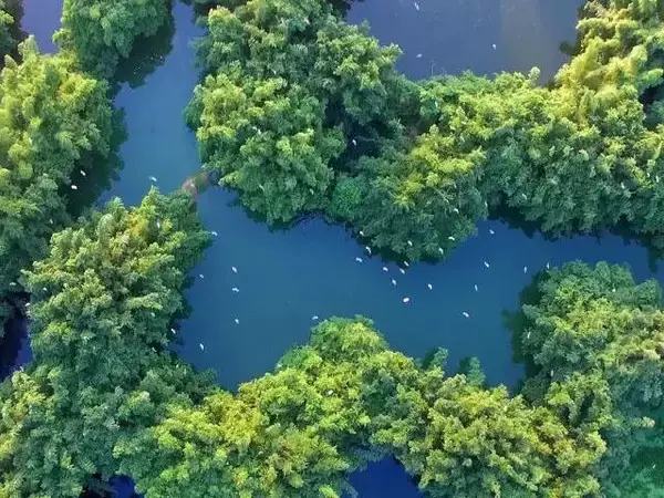 鹭鸟天堂图片