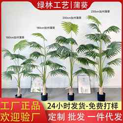 Nordic tropical California Palm Smooth Smooth Smooth Smooth Smooth Smooth Smooth Smooth Smooth Smooth Smooth Smooth Smooth Smooth Smooth Smooth Smooth Smooth Smooth Smooth Smooth Smooth Smooth Smooth Smooth Smooth Smooth Smooth Smooth Smooth Smooth Smooth Smooth Smooth Smooth Smooth Smooth Smooth Smooth Smooth Smooth Smooth Smooth Smooth Smooth Smooth Smooth Smooth Smooth Smooth Smooth Smooth Smooth Smooth Smooth Smooth Smooth Smooth Smooth Smooth Smooth Smooth