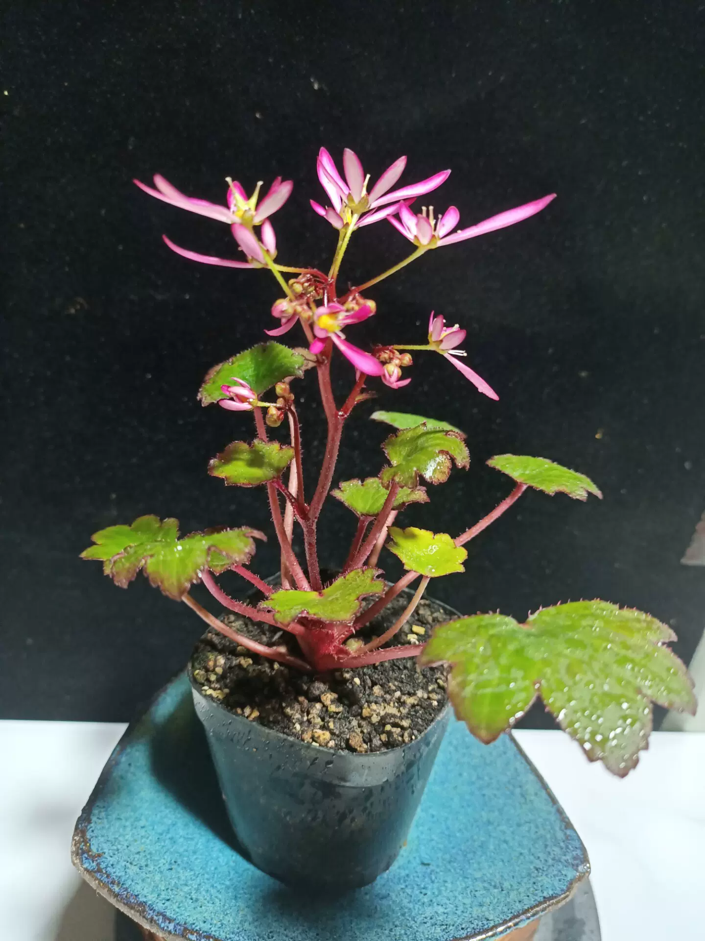 日本精品大文字草 花色艳丽 花梢高 叶色漂亮 趣味植物 稀有