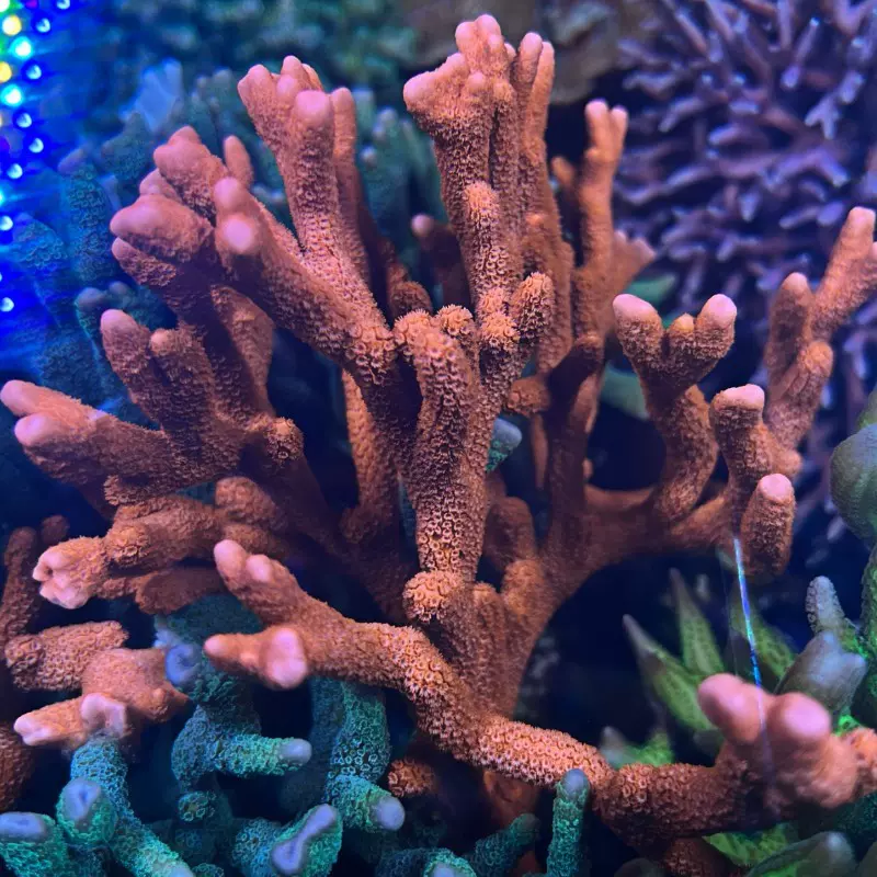 紅疊瓦試水斷枝p屬珊瑚紅疊牙入門珊瑚SPS硬骨滿百