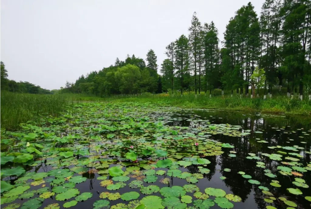 大溪港湿地公园图片