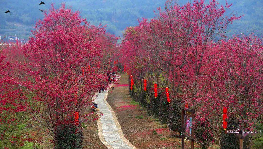 大竹樱花虹景区景区天气预报