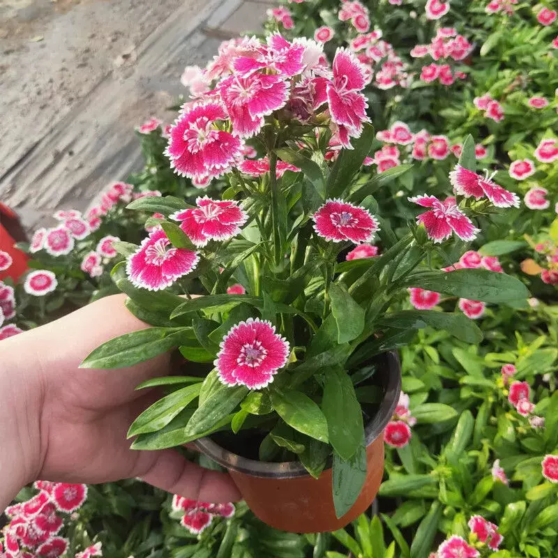 带花苞 四季开花常夏石竹花苗五彩石竹盆栽绿植阳台庭院花卉耐 Taobao