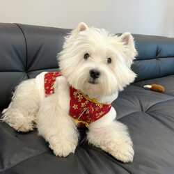 Little White's Dog New Year Clothes, Winter Fleece-Lined and Thickened Chinese New Year Outfit, West Highland Floral Cheongsam Vest