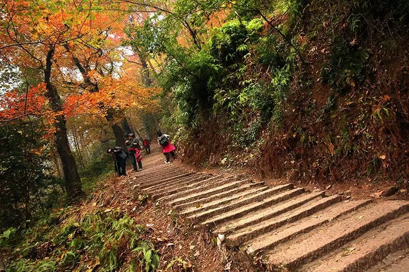 大会岭红枫古道图片