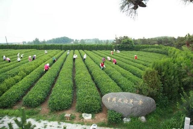 浮来春集团旅游景区景区天气预报