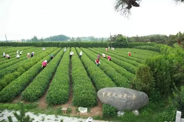 浮来春集团旅游景区图片