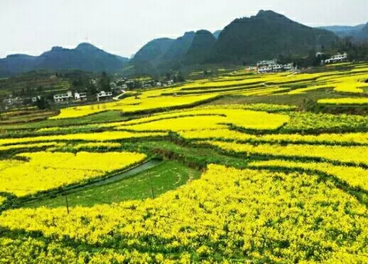 茶亭油菜花海图片