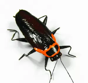 昆虫害虫- Top 1000件昆虫害虫- 2024年4月更新- Taobao