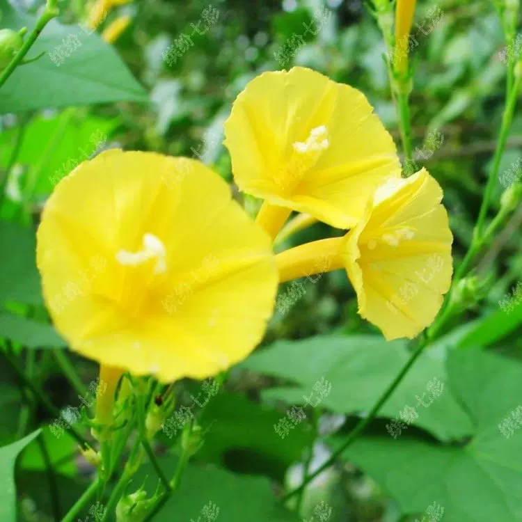 稀有黄色茑萝牵牛花6元10粒ipomoea Hederifolia Var Lutea