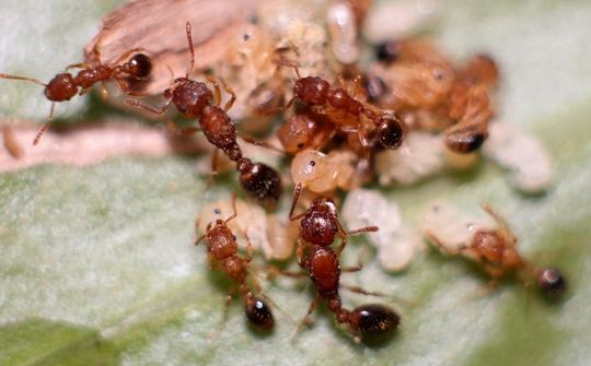 Ant Ranch Doorschijnende Beentrappersmier - Tetramorium bicarinatum