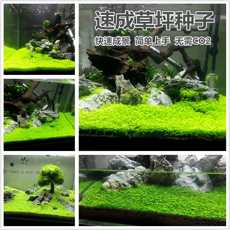 水草種子迷你對葉類似矮珍珠極易栽培魚缸水族箱造景陰性草前景草 Taobao