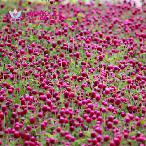 矮千日紅四季種草花種子花卉種子春秋播百日紅火球花花海花種