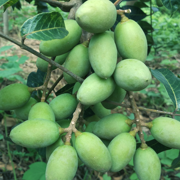 77已抢0件官方正品西施美珍珠膏晚霜滋润保湿提亮肤色淡痘印