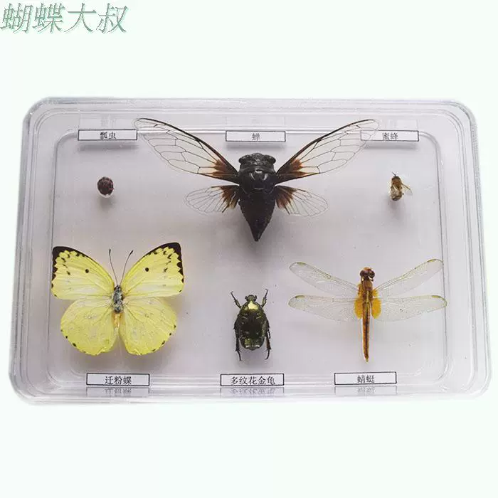 昆虫标本真虫蝴蝶标本常见昆虫蝴蝶标本幼儿园昆虫标本组合装