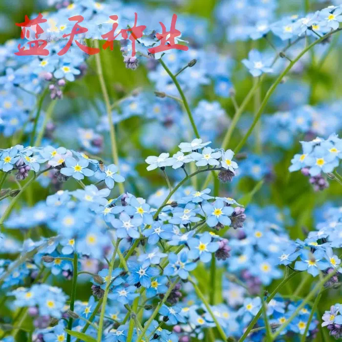 高山勿忘草花种子宿根多年生勿忘我种子春秋季易种花卉一斤 高山勿忘草花种子宿根多年生勿忘我种子春秋季易种花卉一斤