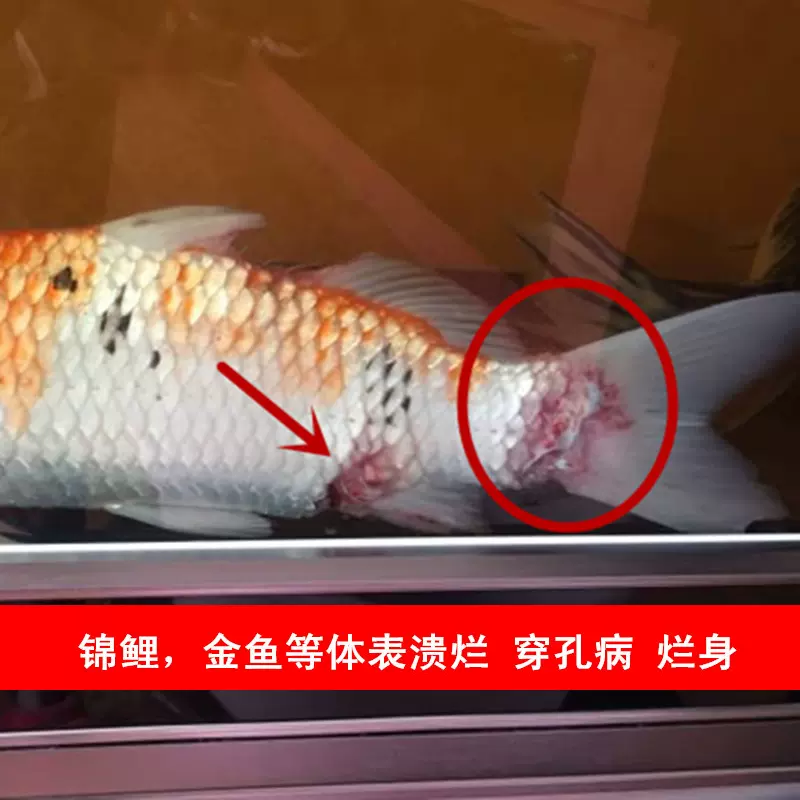 錦鯉金魚穿孔體表豎鱗爛鰓殺蟲殺菌蹭缸充血爛尾爛鱗殺菌消炎 Taobao