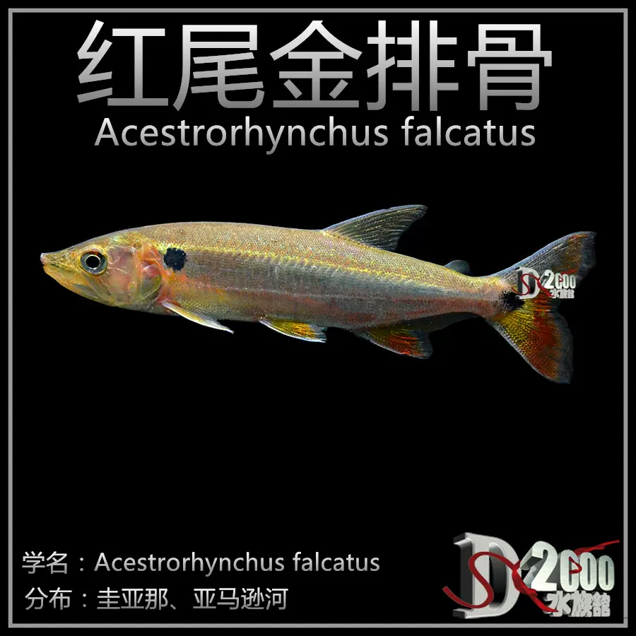 紅尾金排骨大型加拉辛南美牙魚觀賞魚淡水魚熱帶魚活體